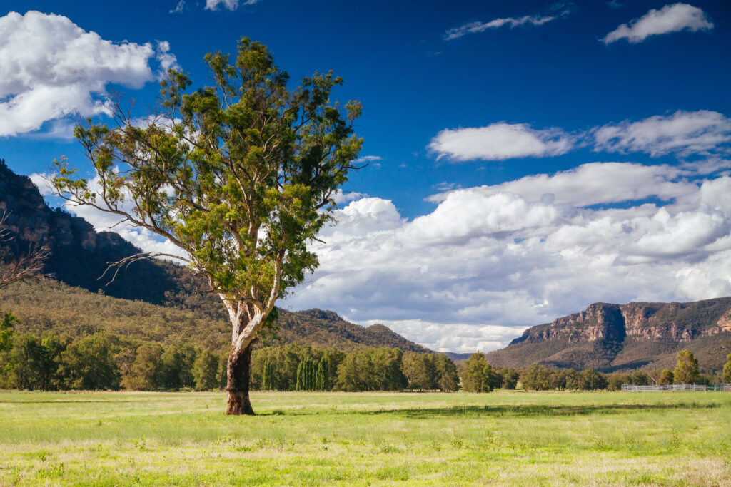 Rural,Landscape,In,The,Hunter,Valley,Near,Muswellbrook,In,New